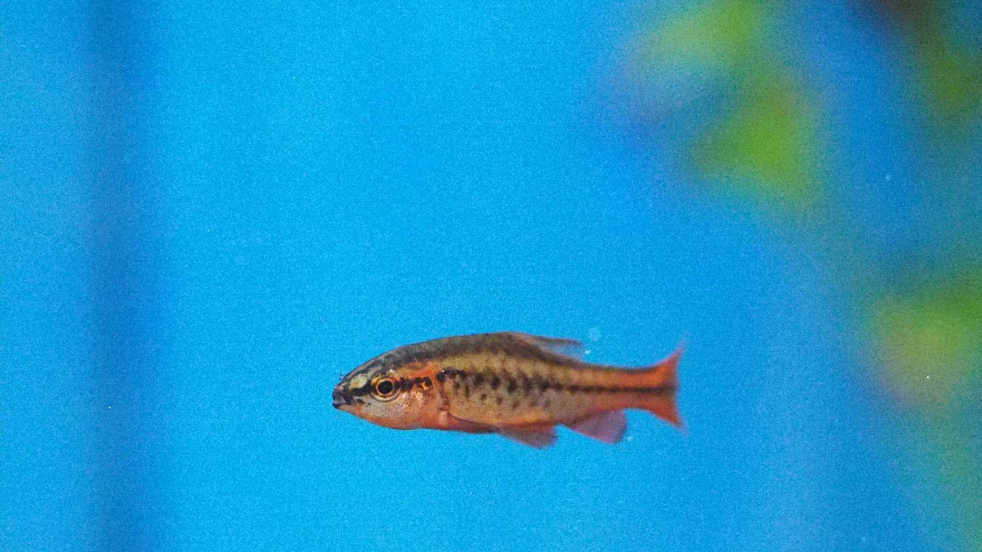 Cherry Barb- don't let the name barb scare you away