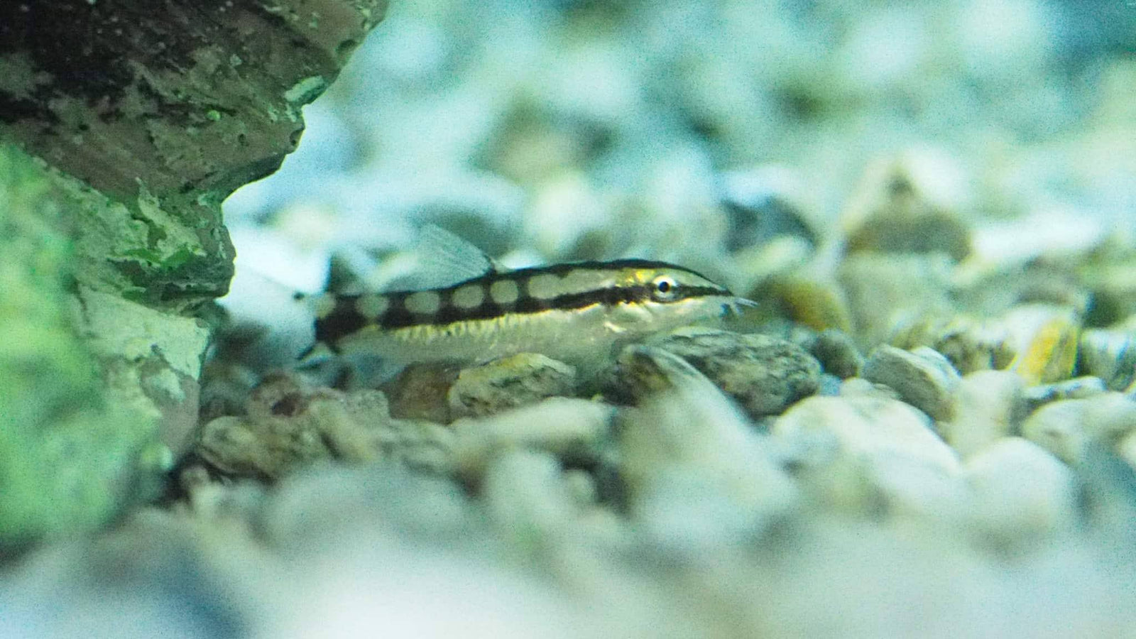 Dwarf Chain Loach Botia sidthimunki The Fish Room TFR