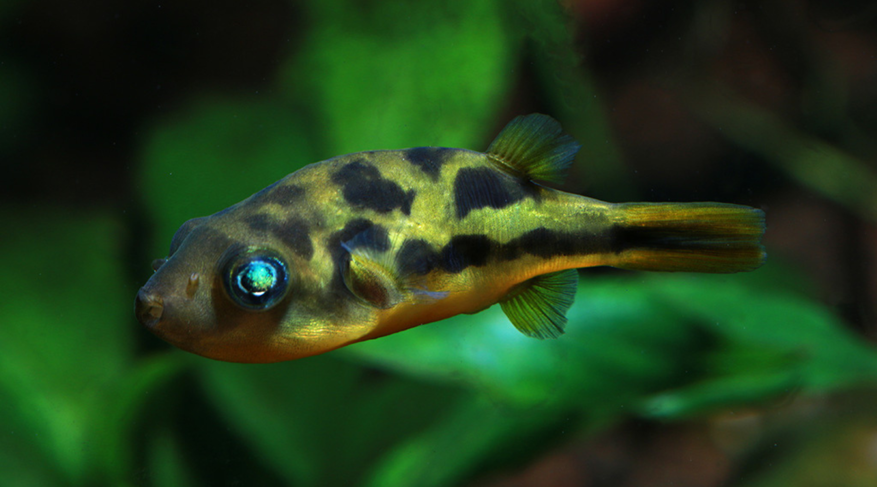 Dwarf pea puffer sales care
