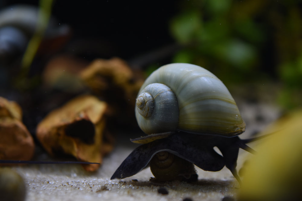 How to sex mystery snails