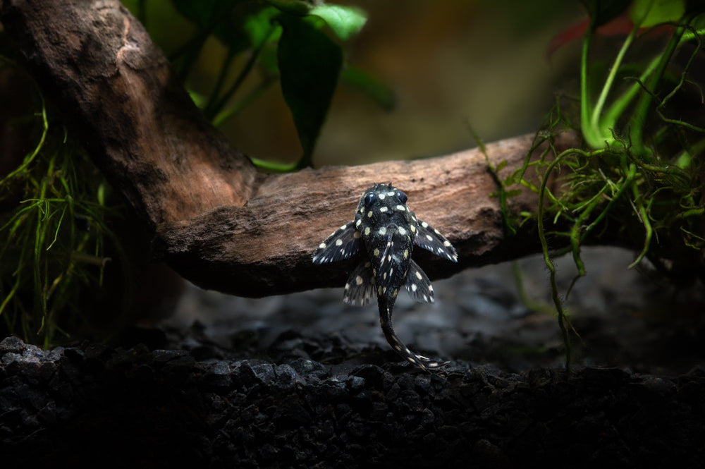 Are You Ready for the Rare and Exotic? The Fascinating World of L Number Plecos Awaits