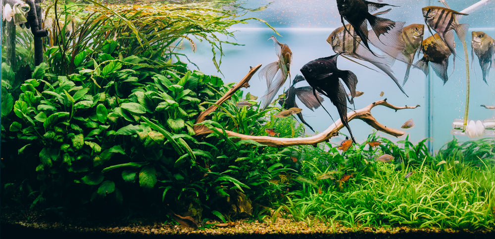 5 great reasons why you should consider a planted aquarium