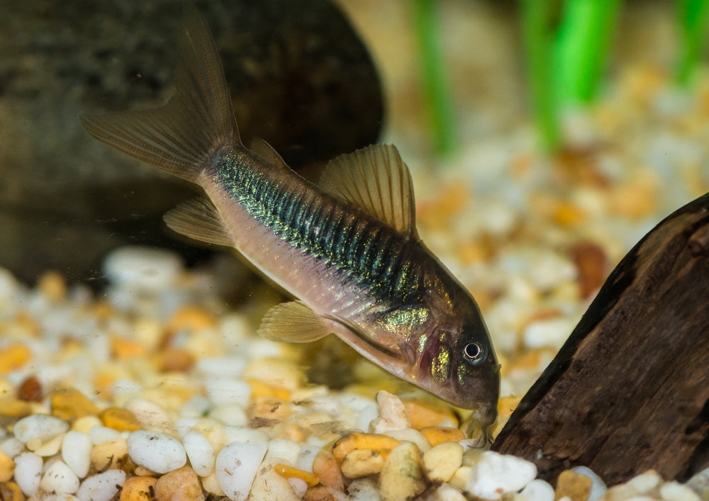 7 GREAT TROPICAL FISH TO PUT IN A SMALL AQUARIUM