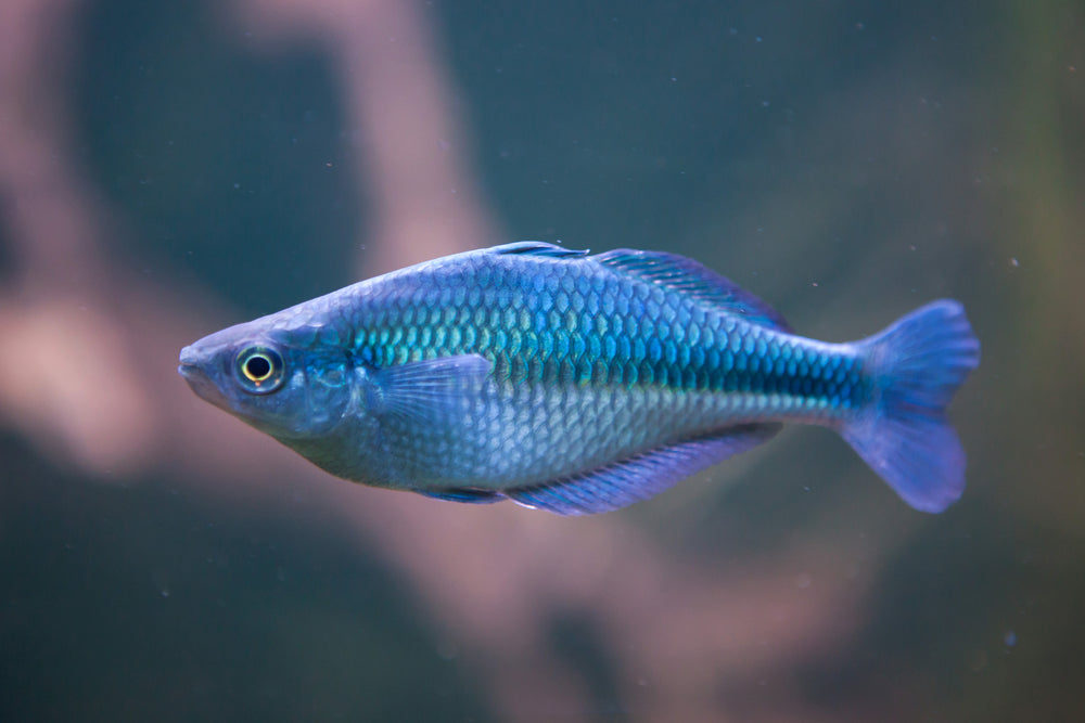Blue Rainbow Fish 