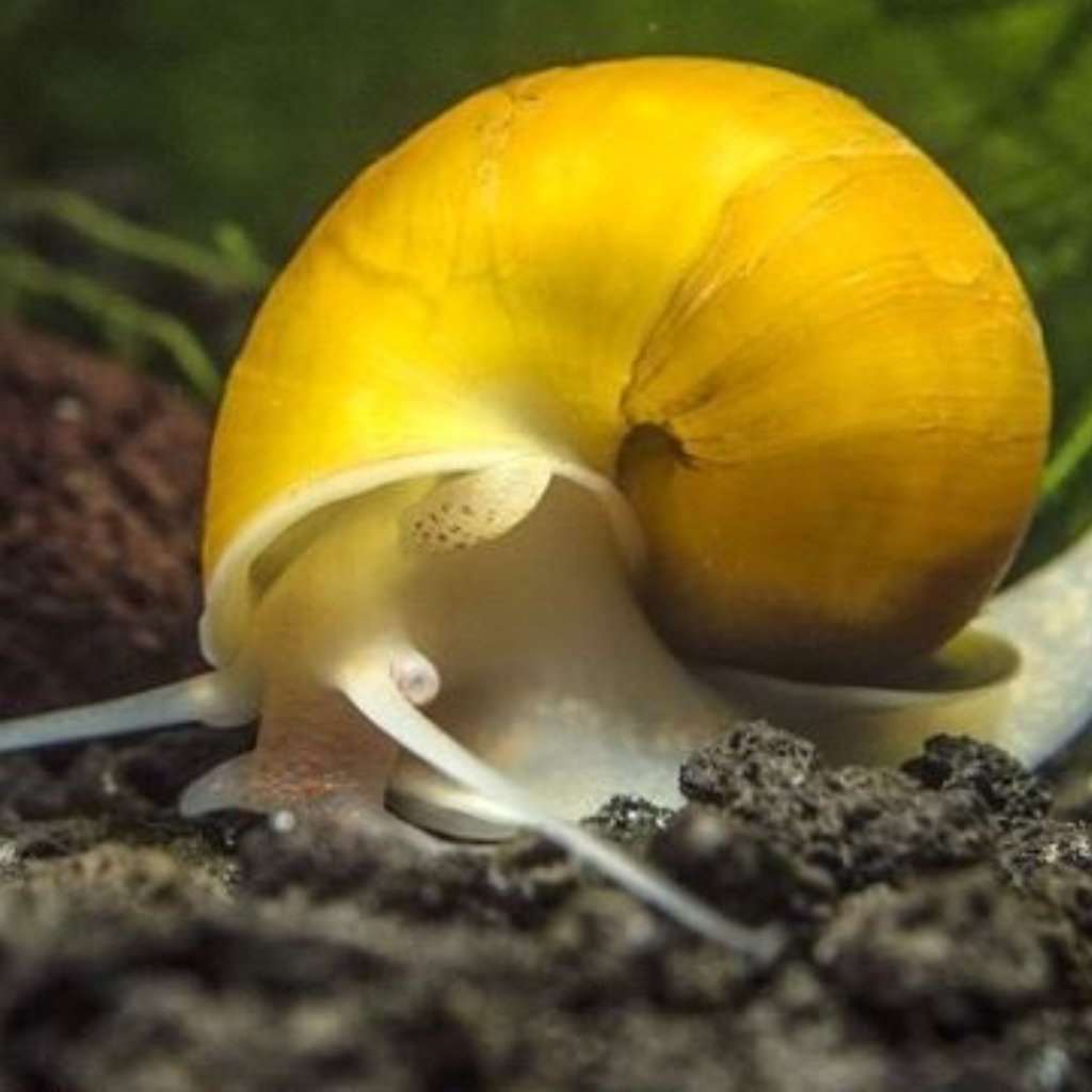 Golden Apple Snail Freshwater Snail 