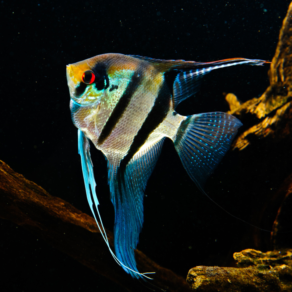 Angelfish Freshwater Tropical Fish 