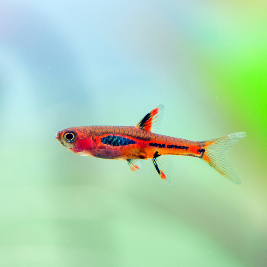 Mosquito Rasbora AKA Chili Rasbora Freshwater Tropical Fish 