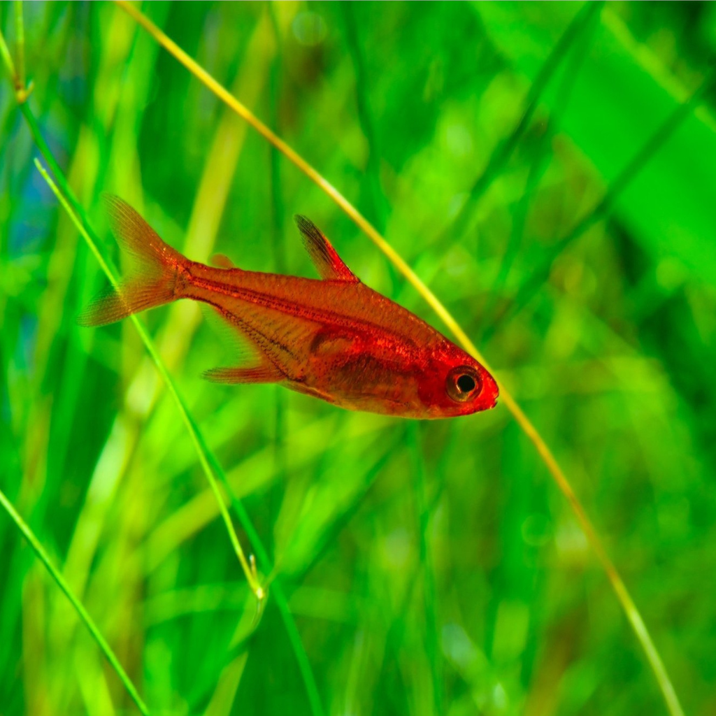 Ember Tetra Freshwater Tropical Fish 