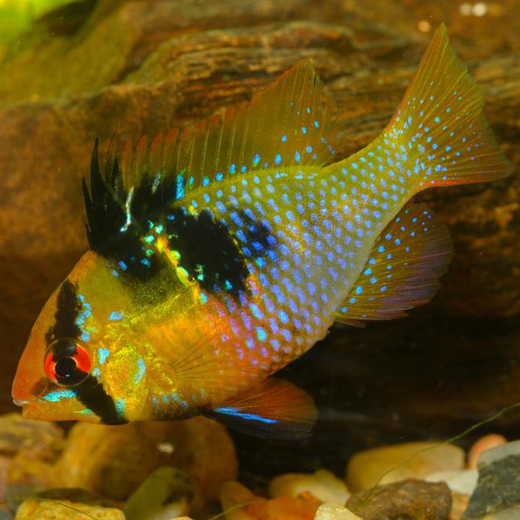 German Ram Freshwater Tropical Fish Dwarf Cichlid 