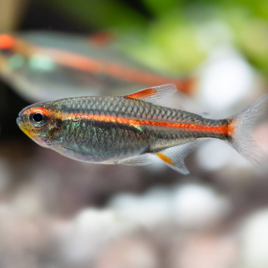 Glowlight Tetra Freshwater Tropical Fish