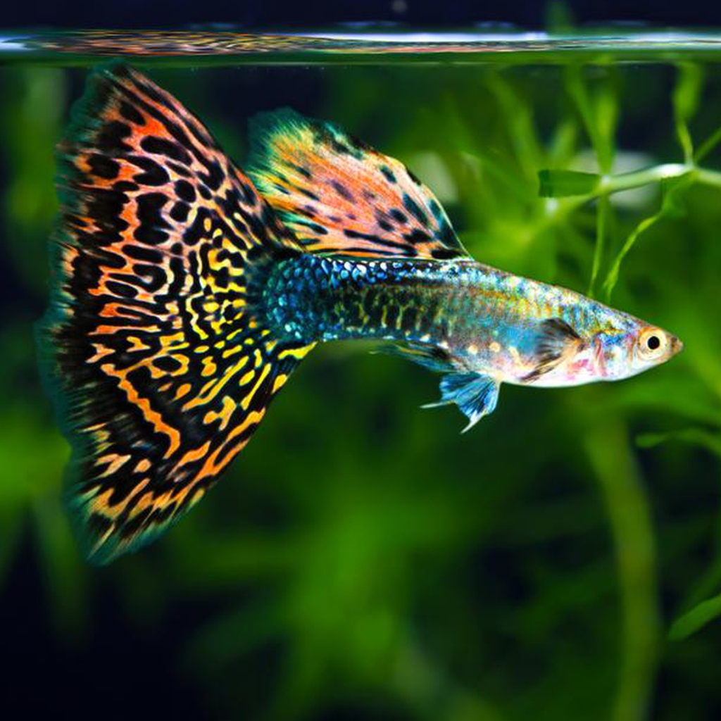 Guppy Freshwater Tropical Fish 