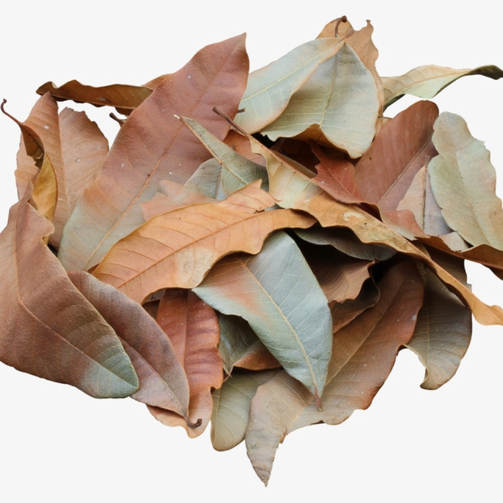 Mango Leaves for Aquarium Use