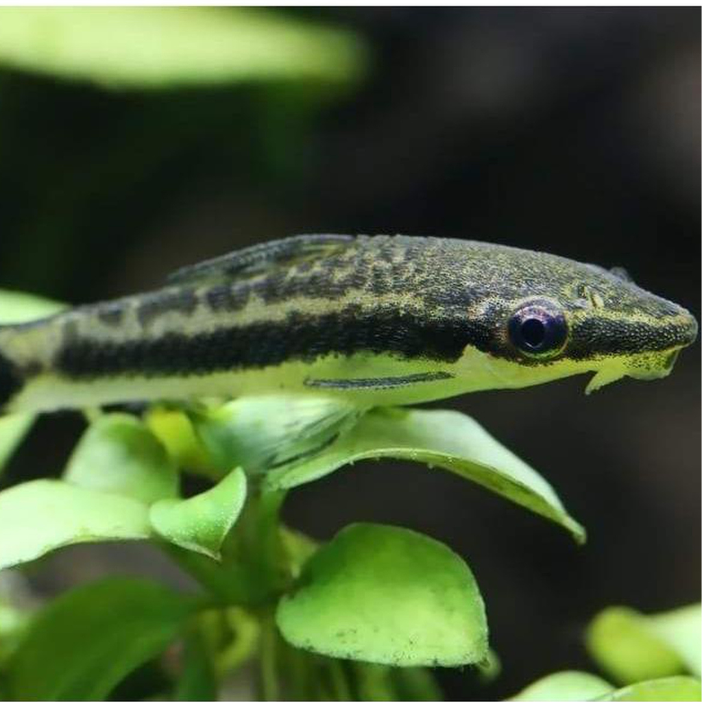 Otocinclus Freshwater Tropical Fish 