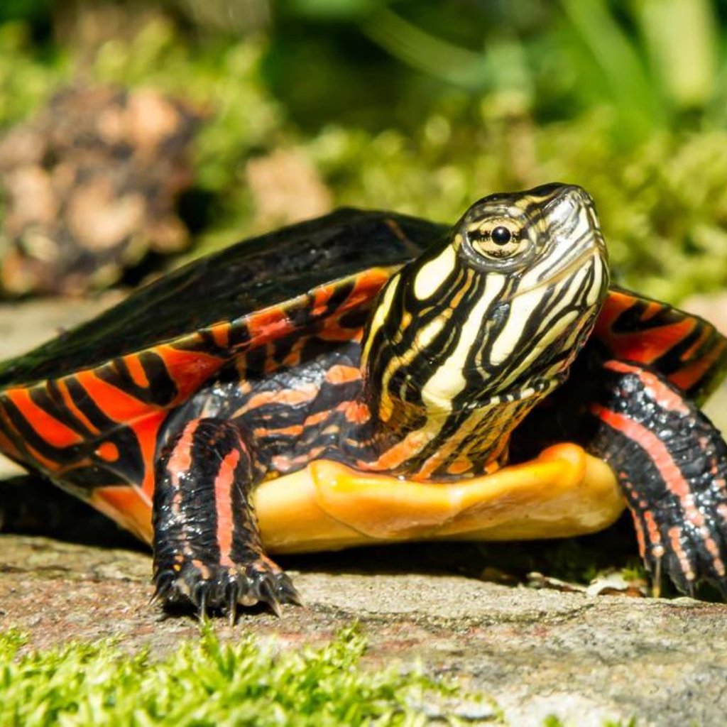 Painted Turtle 