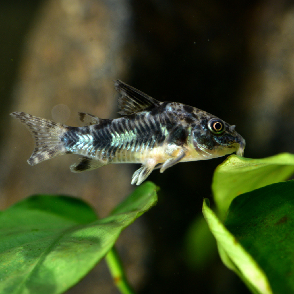 Peppered Corydoras Freshwater Tropical Fish 