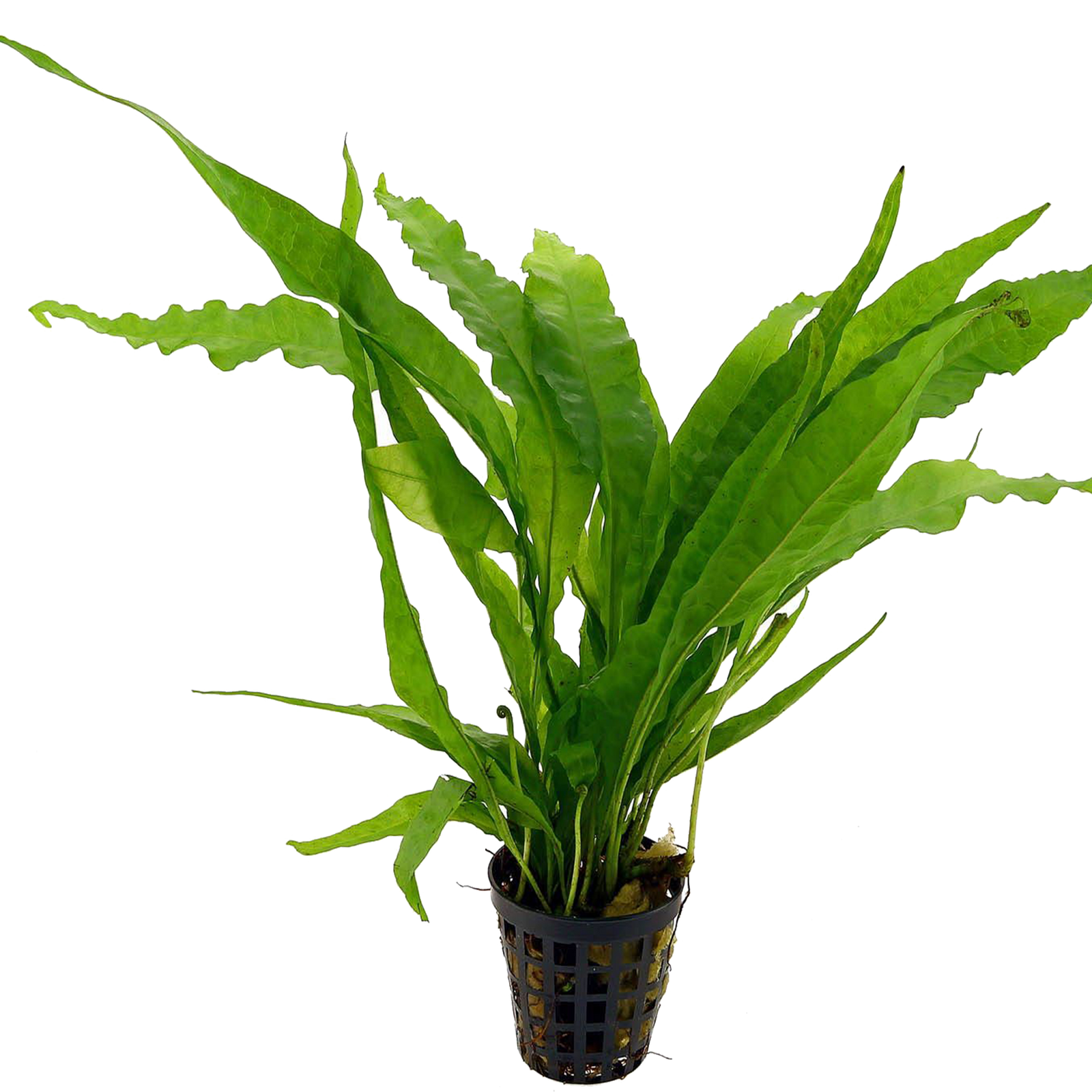 Java Fern Freshwater Aquatic Plant 