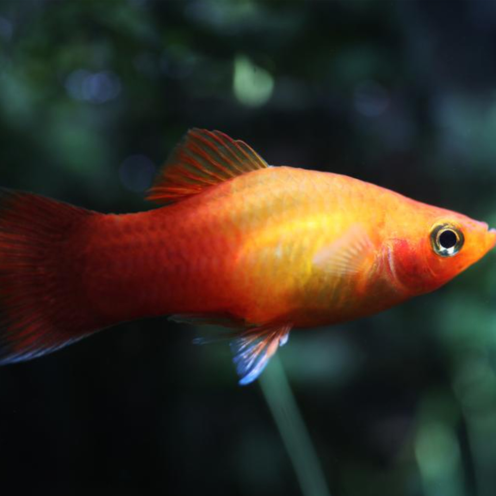 Platy Freshwater Tropical Fish