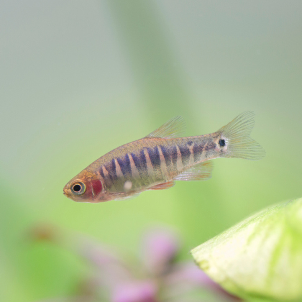 Red Faced Danio Freshwater Tropical Fish 