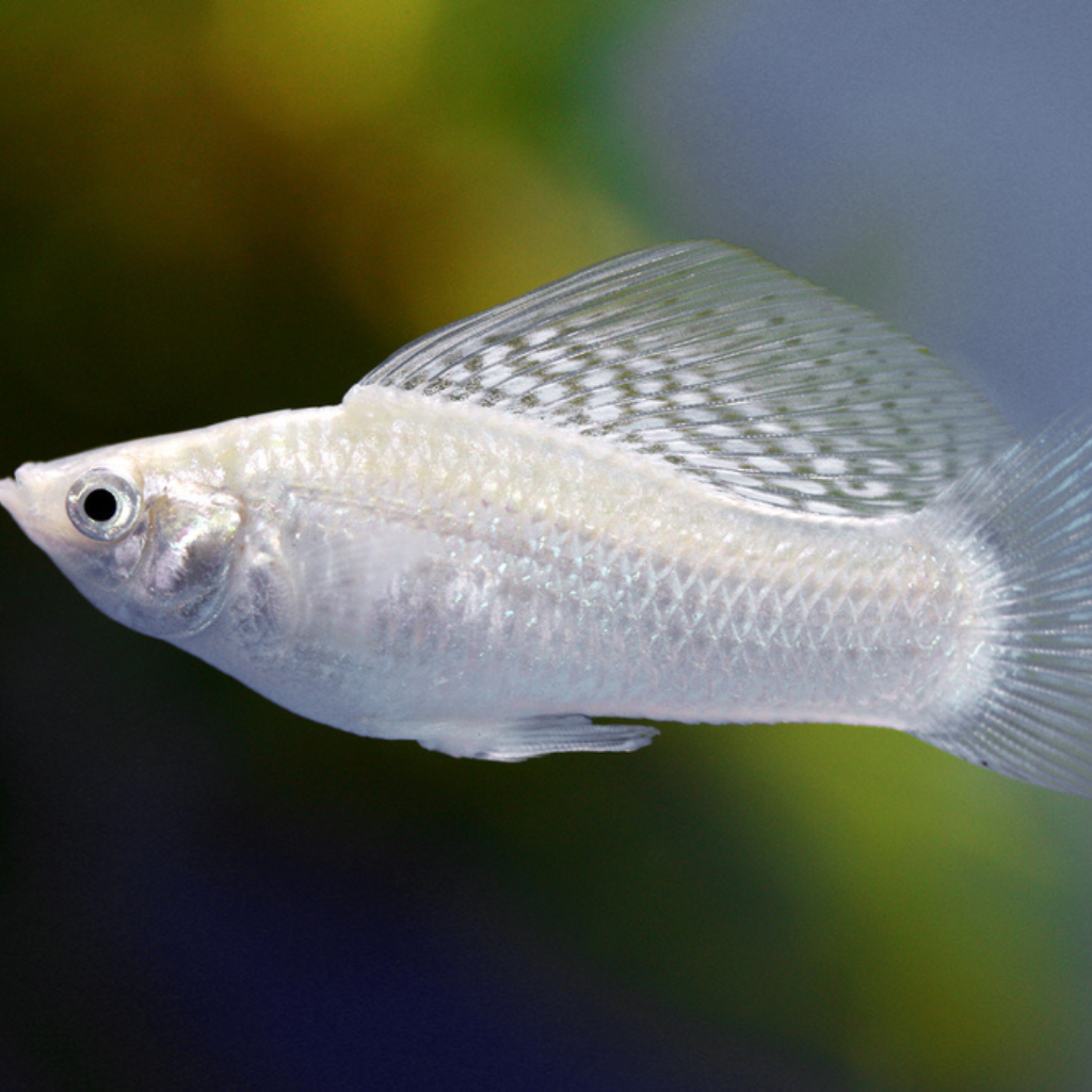 Silver Sailfin Mollies 