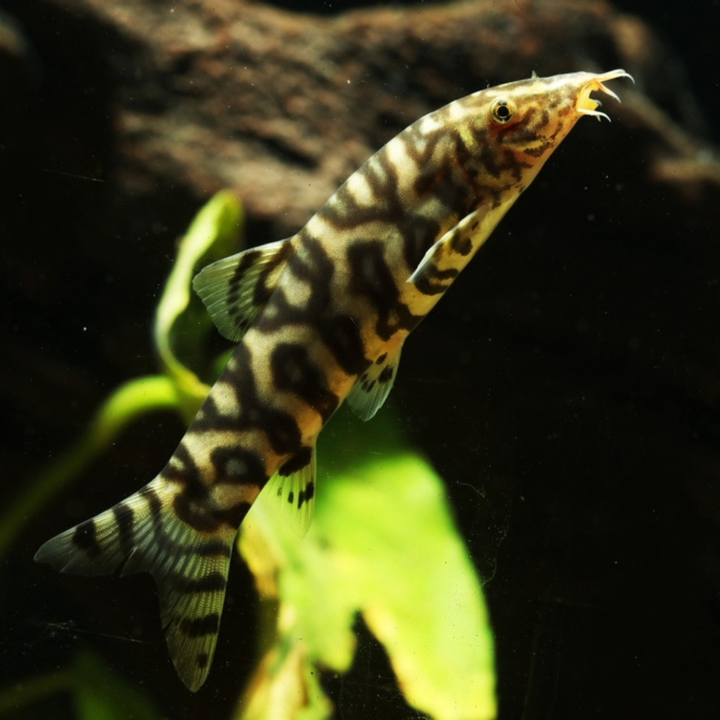 Yo-Yo Loach Freshwater Tropical Fish 