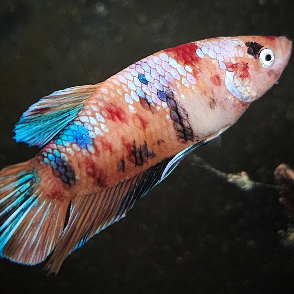 Koi Betta