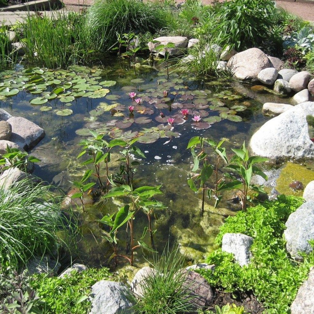 Freshwater Pond 