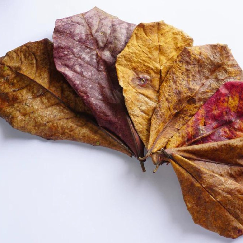 Indian Almond Leaves AKA Catappa Leaves for Botanical Aquariums 