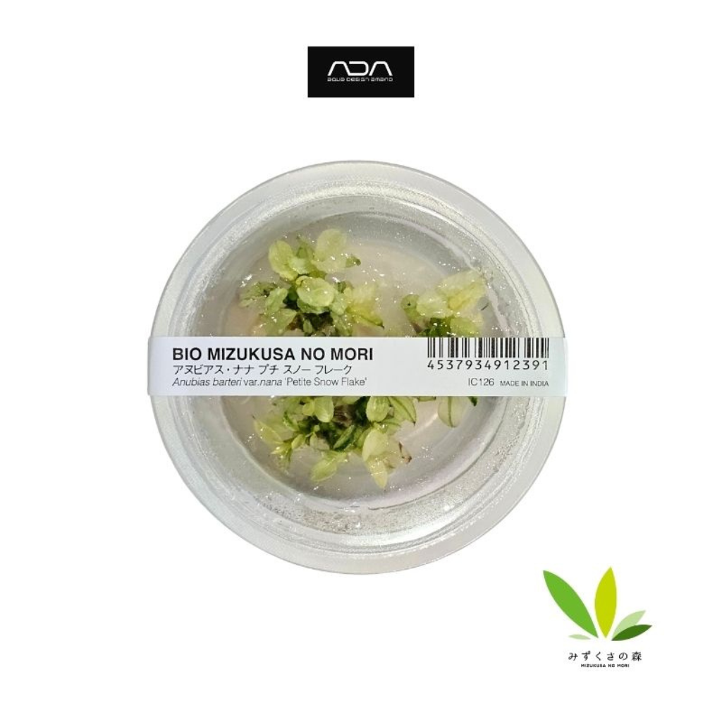 ADA Anubias Nana Petite Snow Flake Tissue Culture Aquatic Plant 
