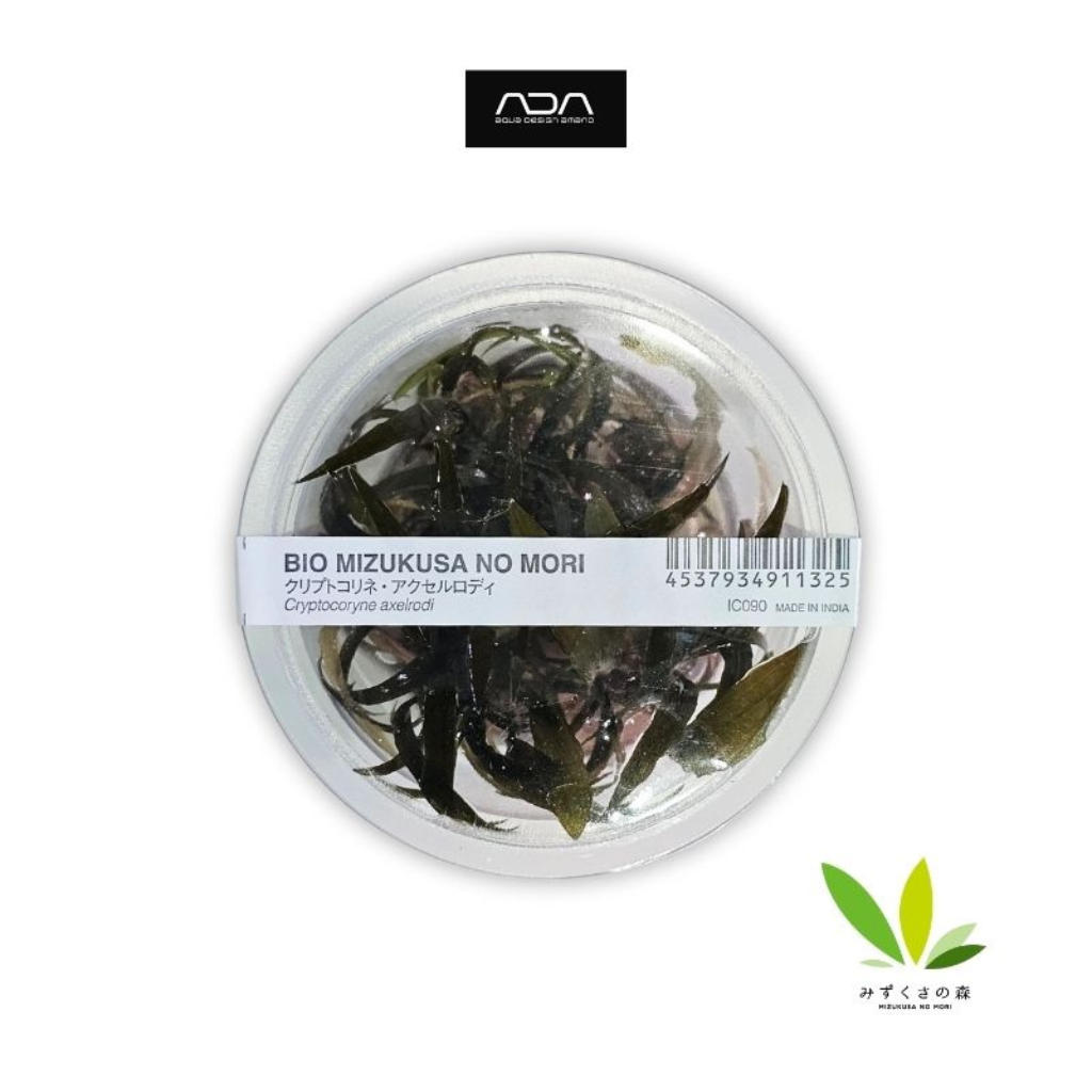 ADA Cryptocoryne Axelrodi Tissue Culture Aquatic Plant