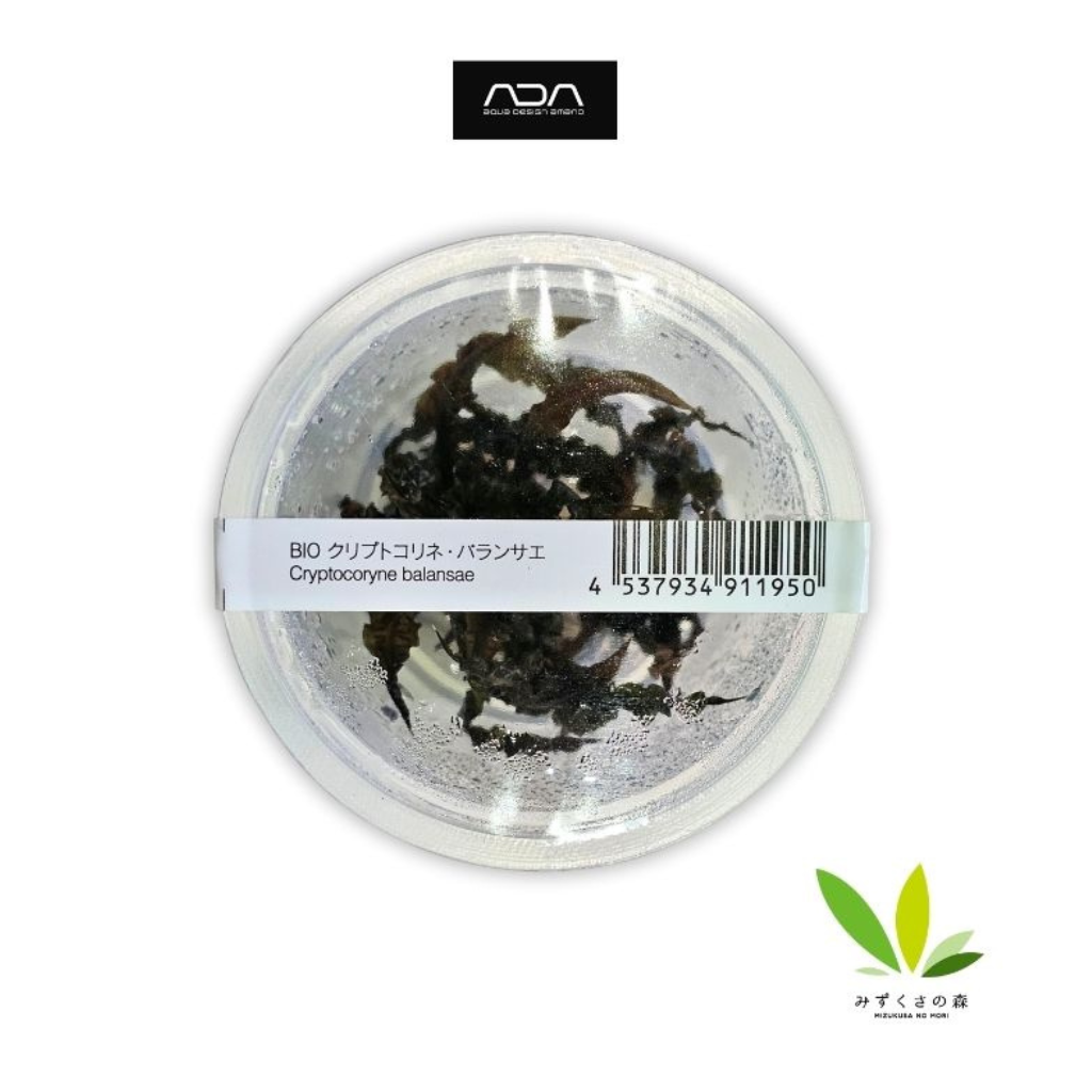 ADA Cryptocoryne Balansae Tissue Culture Aquatic Plant 
