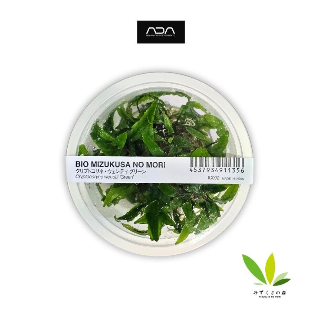 ADA Cryptocoryne Wendtii Green Tissue Culture Aquatic Plant