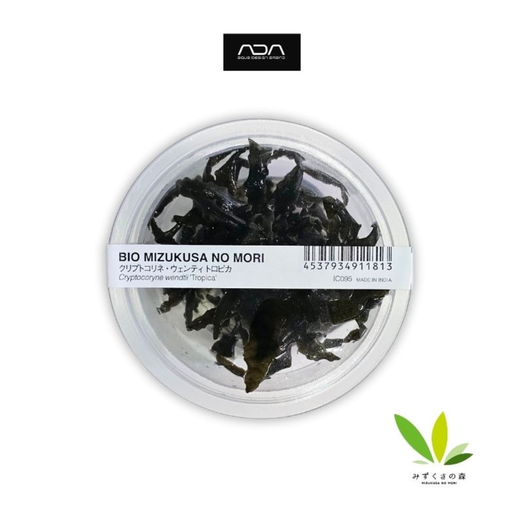 ADA Cryptocoryne Wendtii "tropica" Tissue Culture Aquatic Plant