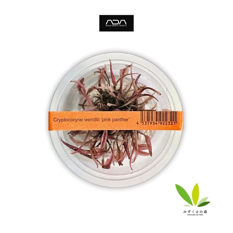 ADA Cryptocoryne Wendtii Pink Panther Tissue Culture Aquatic Plant 