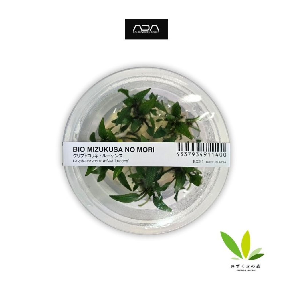 ADA Cryptocoryne x willisii "Lucens" Tissue Culture Aquatic Plant 