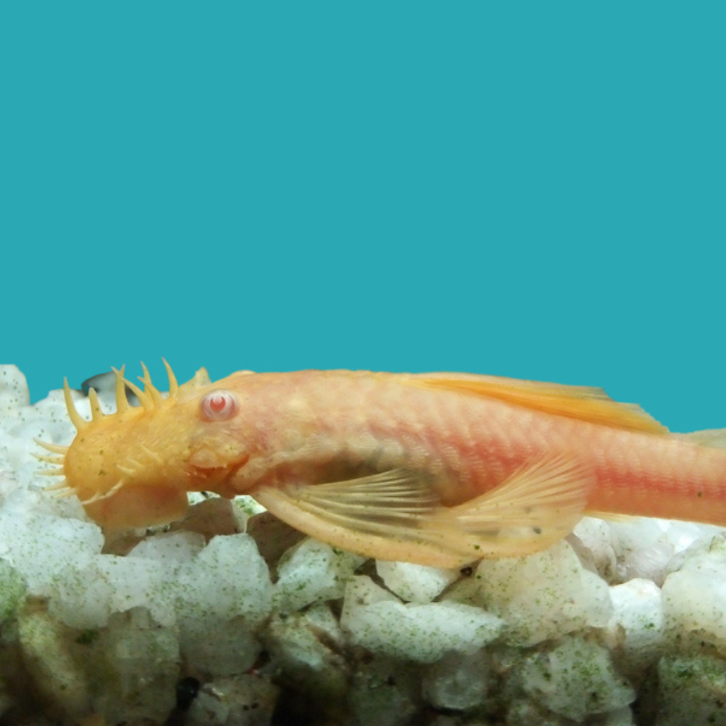 Albino Bristlenose Catfish Freshwater Tropical Fish 