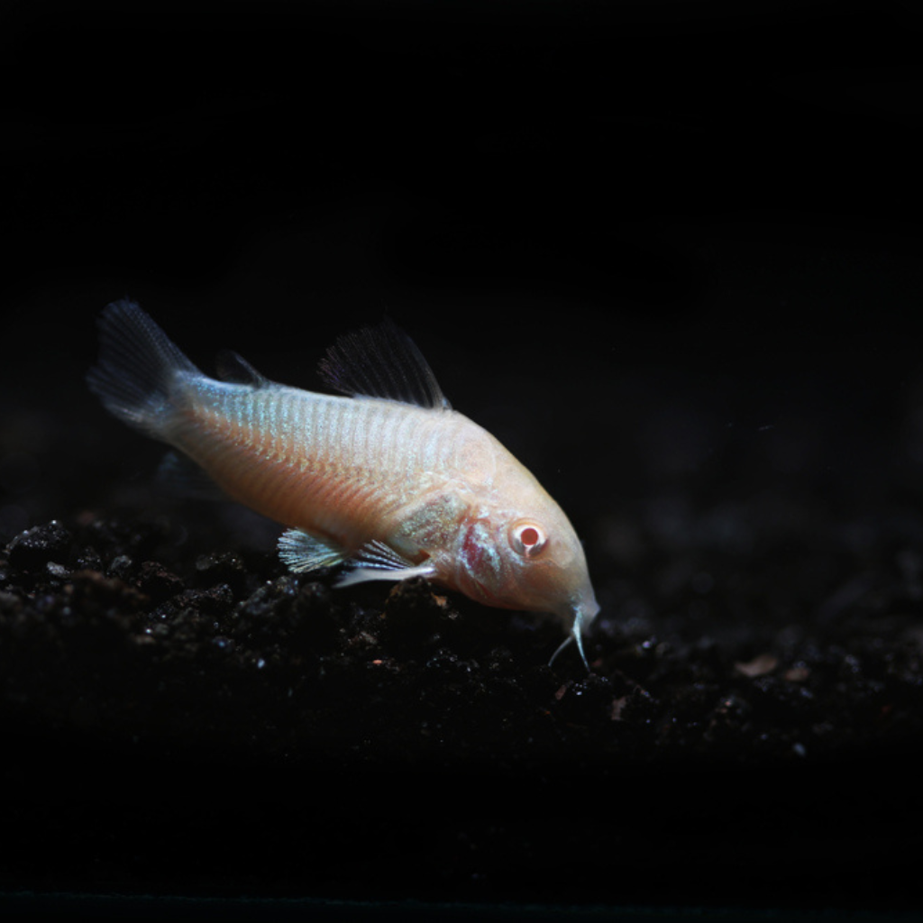 Albino Corydoras Catfish Freshwater Tropical Fish 