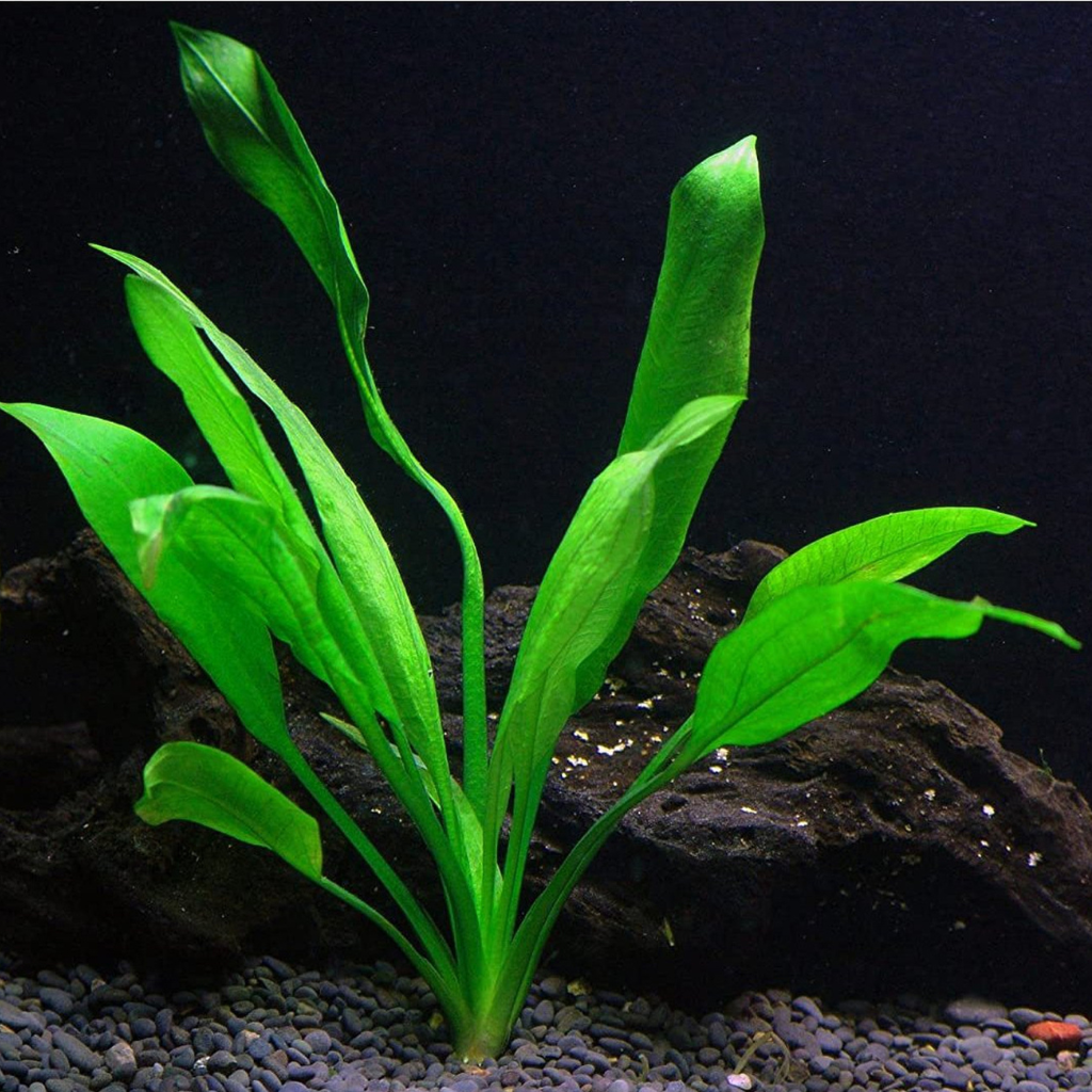 Amazon Sword Aquatic Plant for Freshwater Aquarium