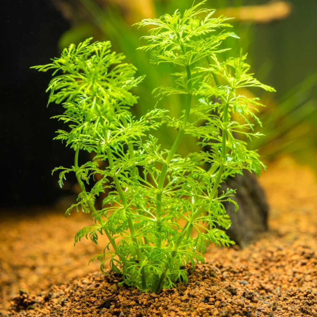 Ambulia Freshwater Aquatic Plant