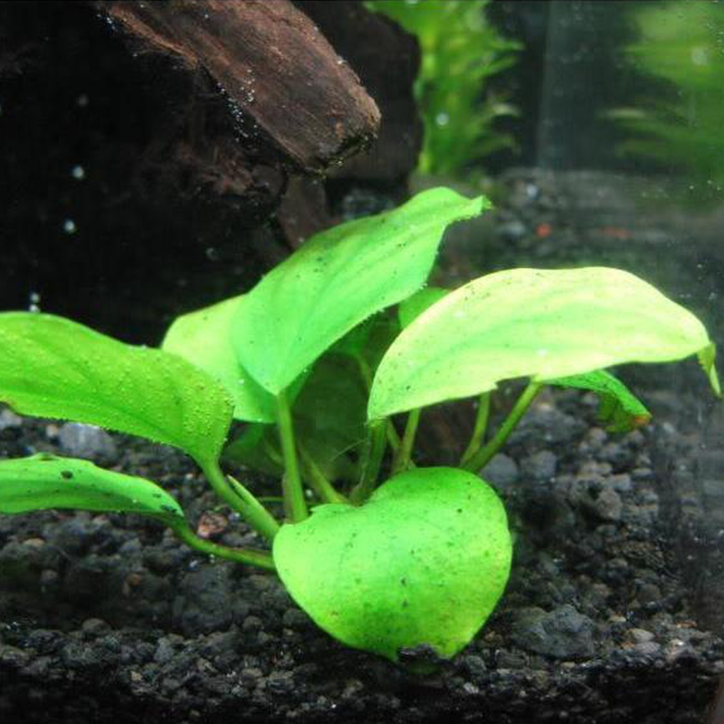 Anubias Nana Freshwater Aquatic Plant 