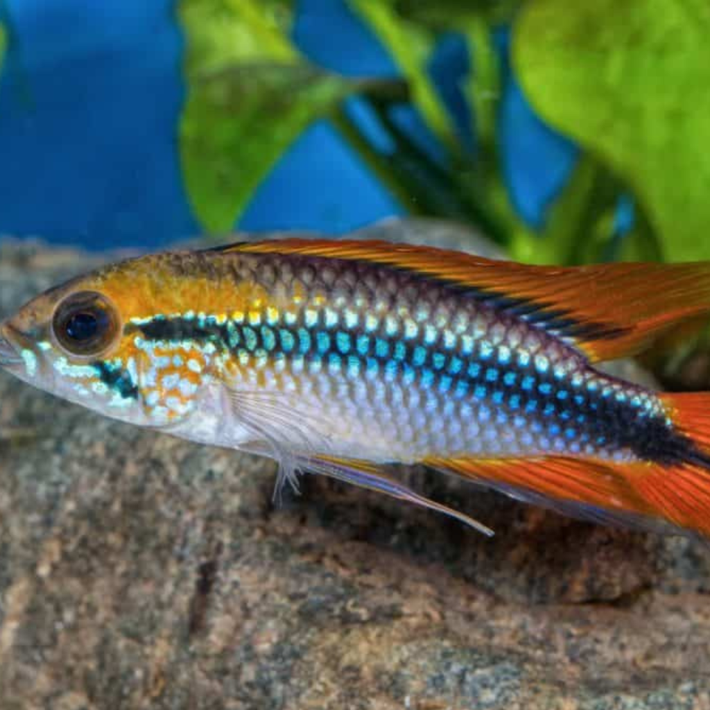 Apistogramma Agasizzii Freshwater Tropical Fish Dwarf Cichlid