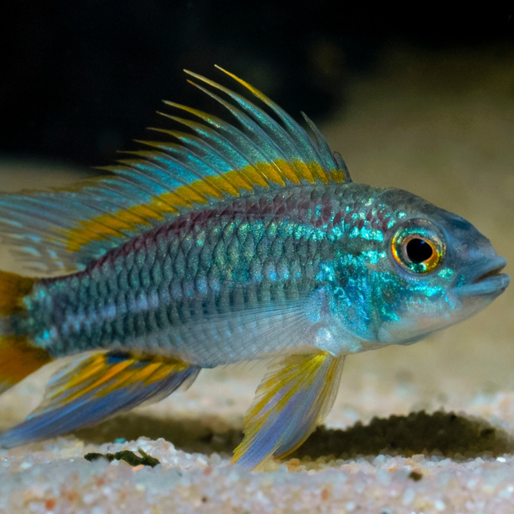 Apistogramma  bitaeniata Freshwater Tropical Fish Dwarf Cichlid 