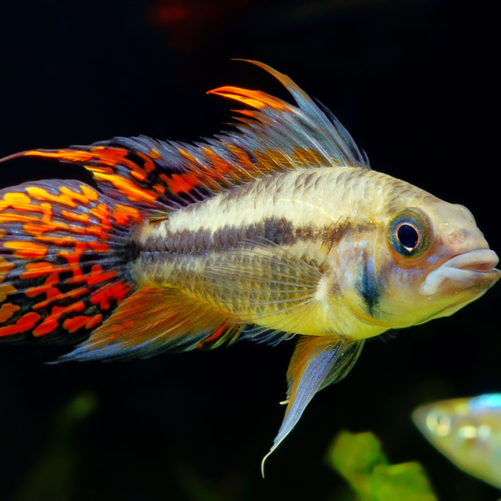 Apistogramma caucatoides Freshwater Tropical Fish Dwarf Cichlid 