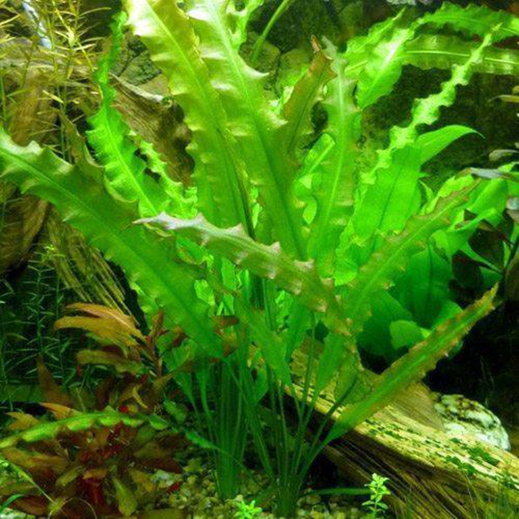 Aponogeton undulatus Freshwater Aquatic Plant 