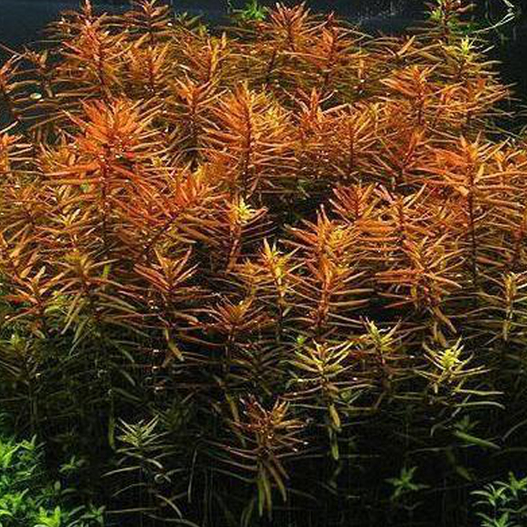 Ludwigia Arcuata Aquatic Plant 