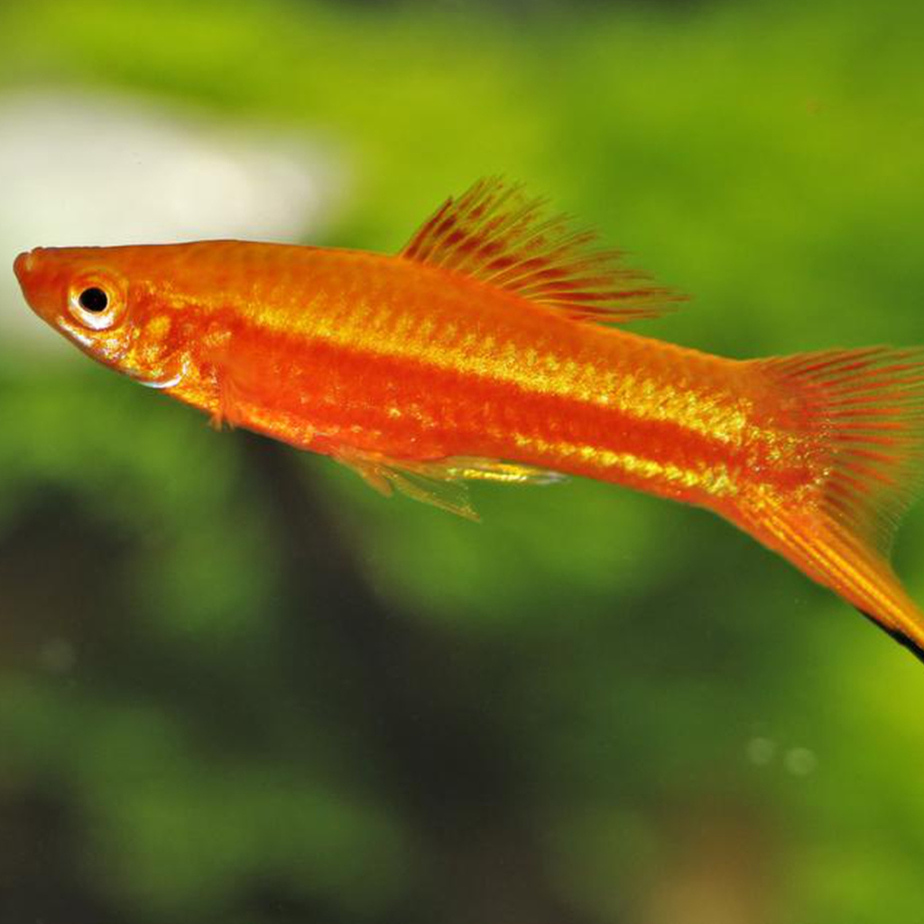 Orange Swordtail Freshwater Tropical Fish 