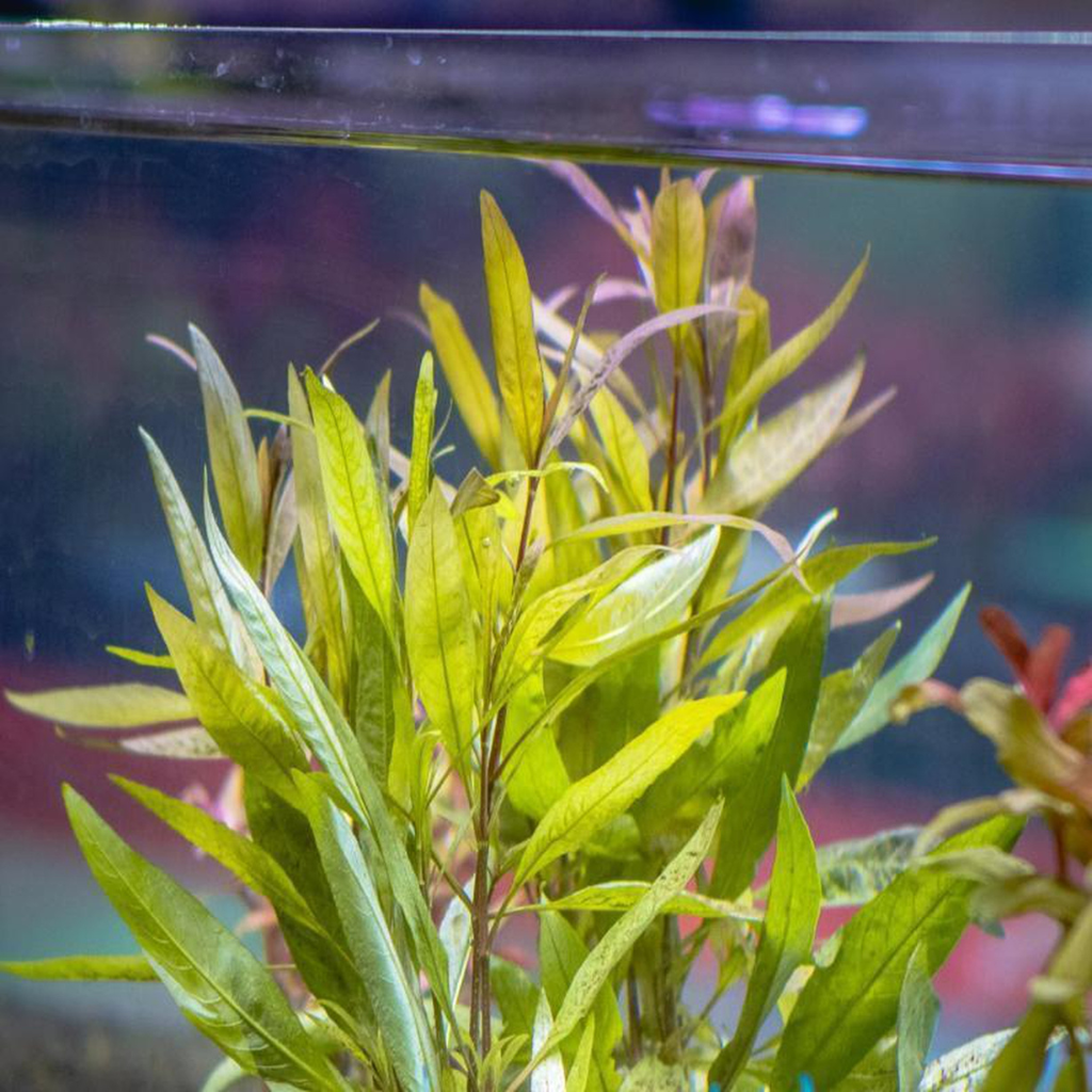 Hygrophila Augustifolia Aquatic Plant 