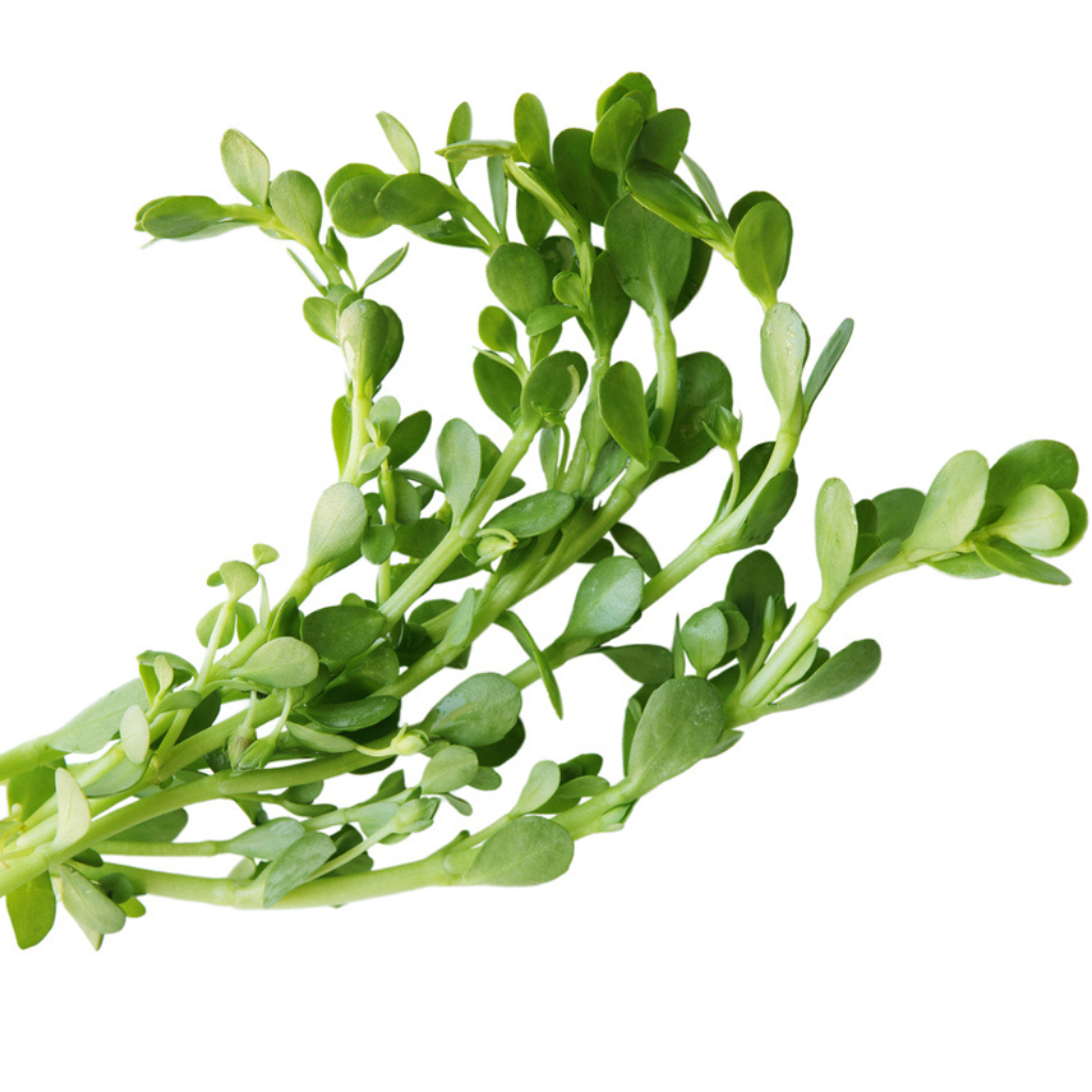 Bacopa monnieri Baby tears aquatic plant