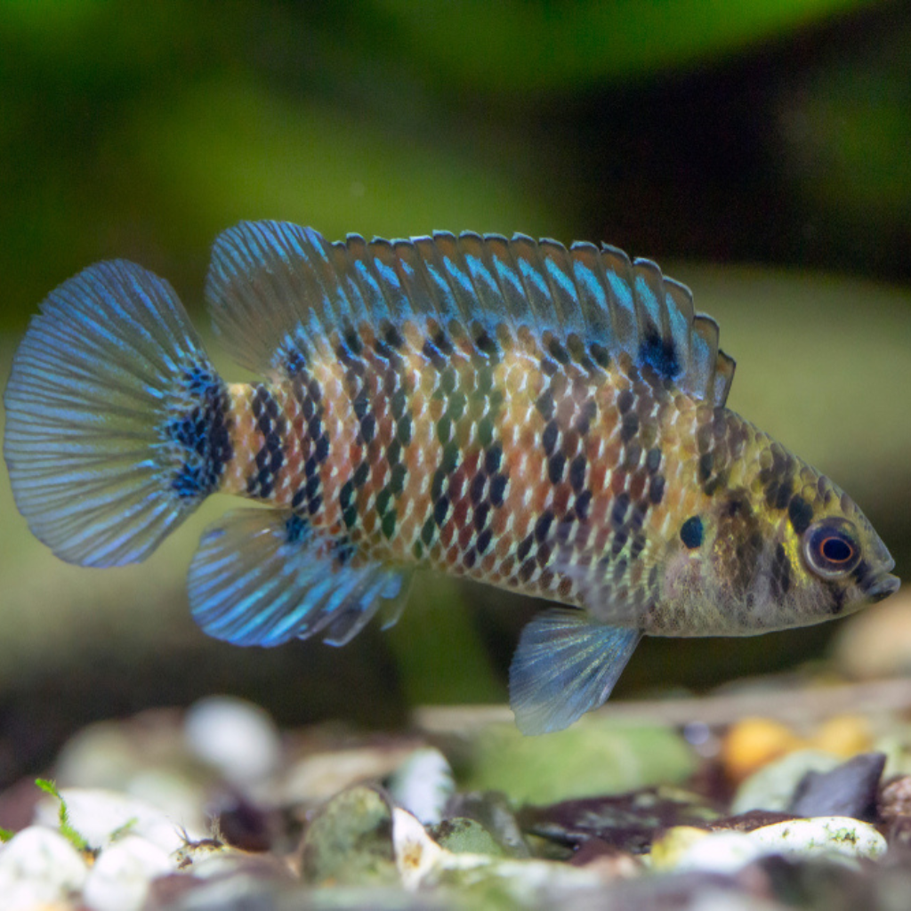 Badis Badis Freshwater Tropical Fish