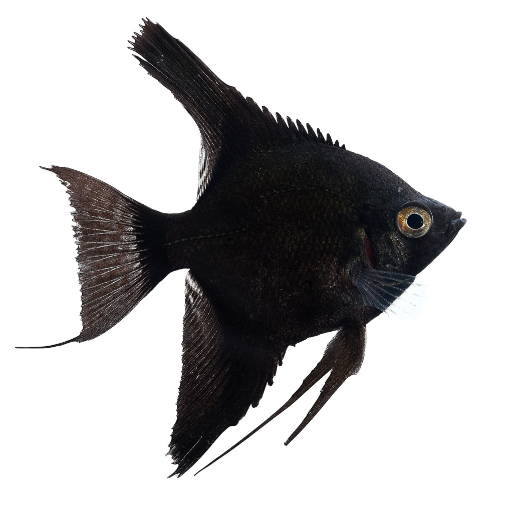 Black Angelfish Freshwater Tropical Fish Cichlid