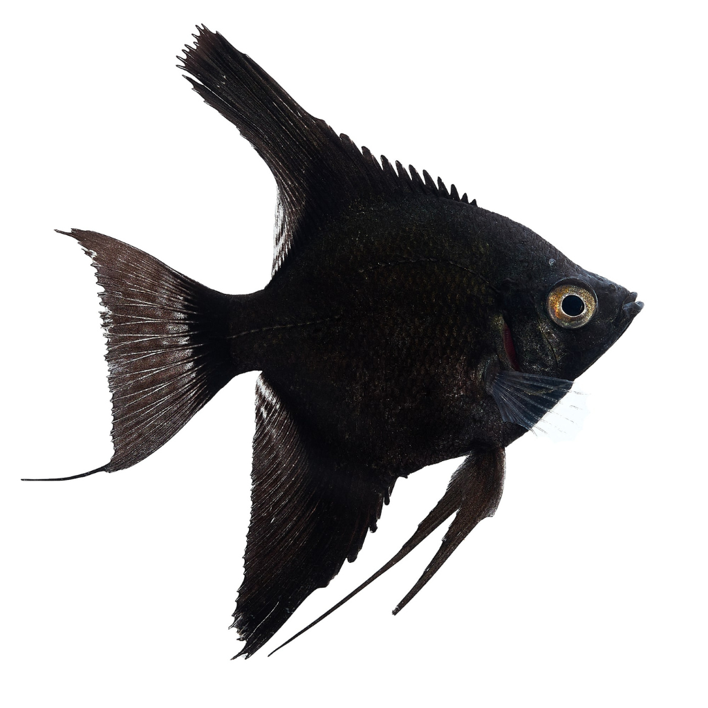 Angel tropical deals fish